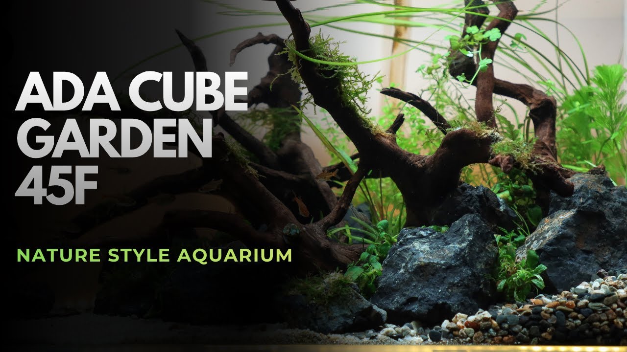 1 Month Update | 45cm Shallow Tank | Cinematic