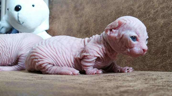 Video 1877611: sphynx cat, hairless cat babies, cute hairless cat