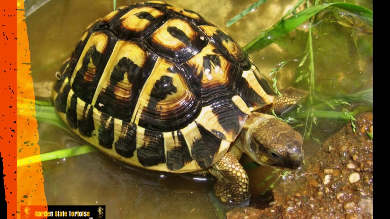 How to Raise a Tortoise 2 YouTube