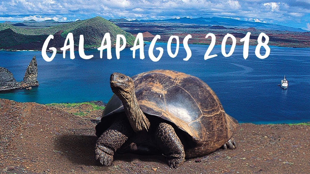 острова галапагос эндемики галапагоса. галапагосская черепаха. галапагосская черепаха аквадон. остров галапагосских черепах. гигантские черепахи с галапагосских островов.
