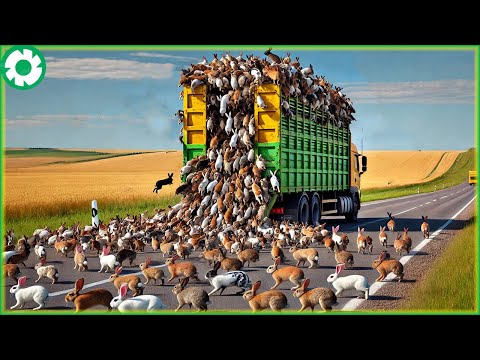 Transporting Millions of Rabbits This Way - The Biggest Heavy Machinery | Agriculture Technology