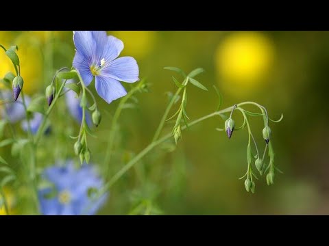 Video: ¿Cuándo se cosecha la linaza? - Guía para cosechar la linaza en el jardín