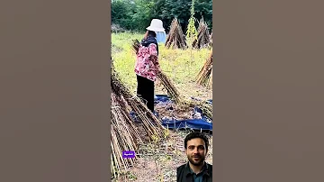 طريقة مذهلة لاستخراج السمسم سبحان الله الزراعة حصاد السمسم إبداع الطبيعة رزق من الله 