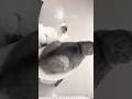 ソファーの近くにあると便利なサイドテーブル。確かに猫用アイテムばかりにはなっちゃうけど…なんか違う😅#猫のいる暮らし #猫 #cat #scottishfold #猫動画 #ポコペン