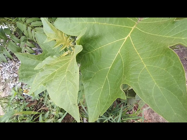 Sarzedo Ecologia: Juá (Solanum aculeatissimum)