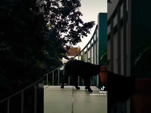 علاش تبغيه