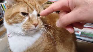 Churchill The Book Store Cat 1