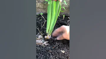 Рассаживаем ирисы