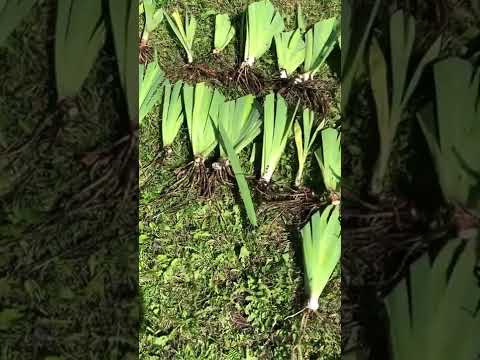 Видео: Выращивание голландских ирисов в помещении: как заставить луковицы голландских ирисов цвести