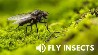 Fly Insects (Suara Lalat Terbang) Free Download No Copyright 002