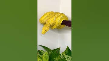 High yellow designer green tree python. You gotta pay to play in this game. 🤝🐍🔥