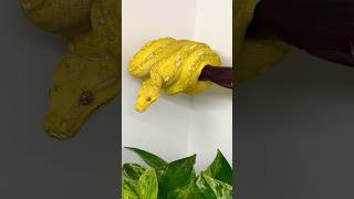 High yellow designer green tree python. You gotta pay to play in this game. 🤝🐍🔥
