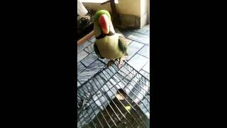 Real Bird's reaction to digibirds, part 2 baby songs hindi |PoP |