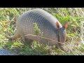 Nine Banded Armadillo Up Close