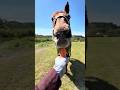 オヤツ貰う時は素早く来て食べ終わると直ぐ草に夢中になるロッキー #horse #ファーム生活