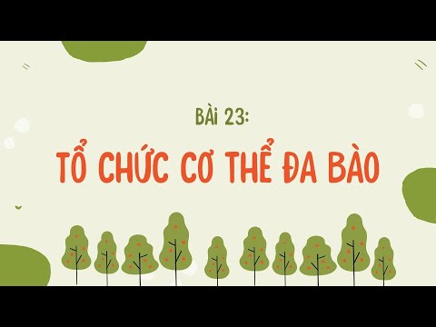 Video Bài 23: Tổ chức cơ thể đa bào (phần 2)- Khoa học tự... - youtube