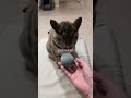 もしかして犬　 #猫 #cat