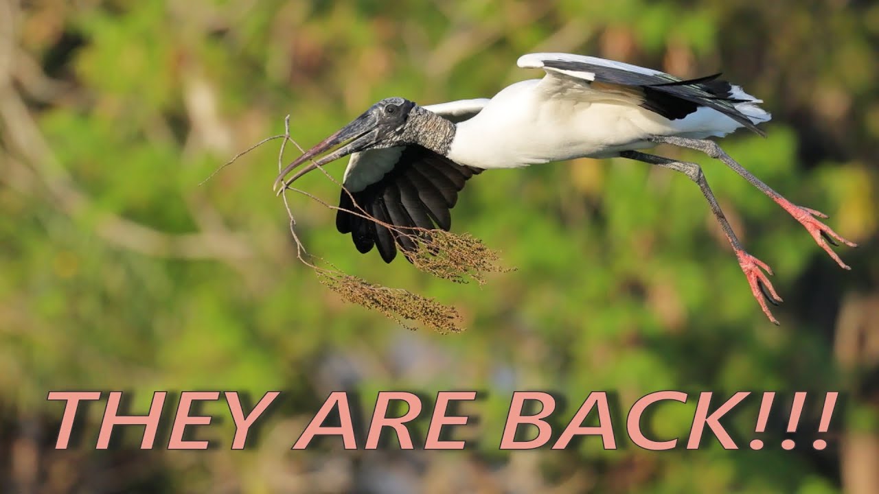 The Wood Storks are back!!! (TAB 2023 edition) - YouTube