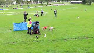 Lure Coursing Roskilde 2019 Whippet
