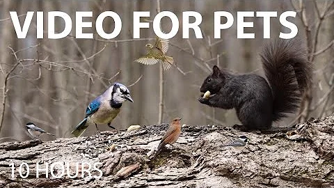 Video 8835061: forest, pets cartoon, cat