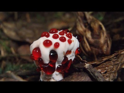 YouTube видео