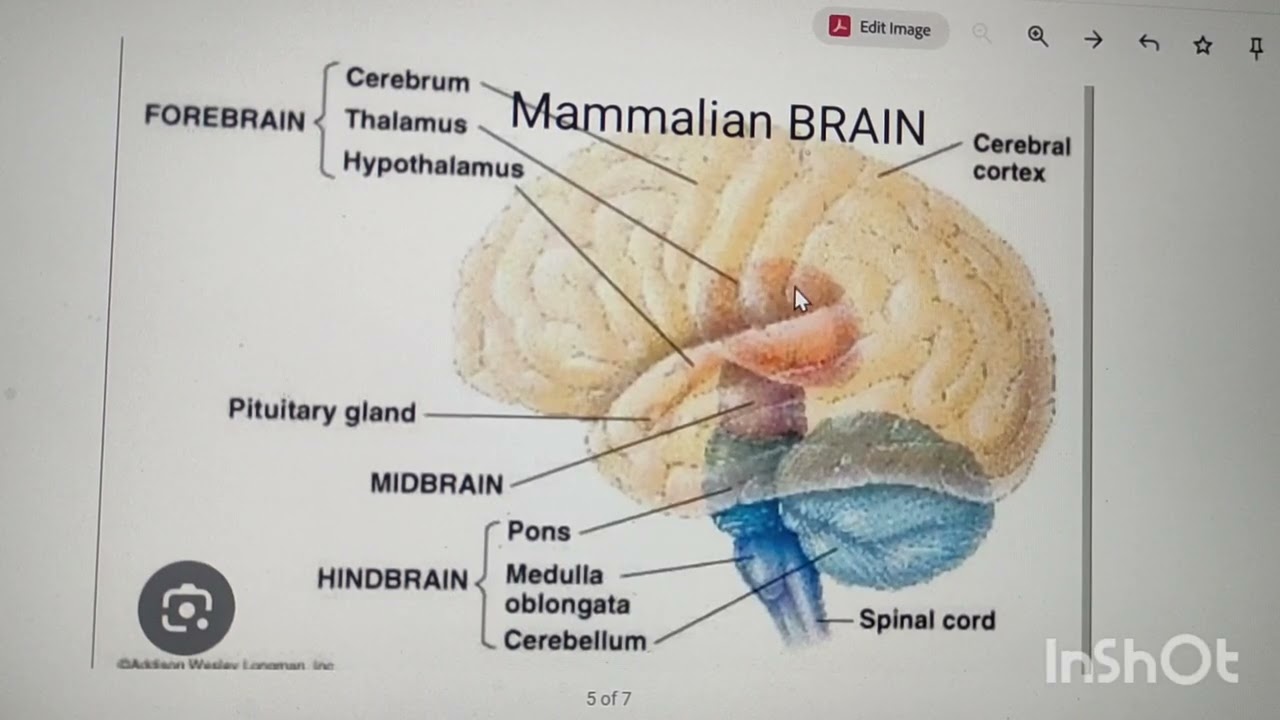 MAMMALIA with characteristics/ Sub classes/ Economic importance