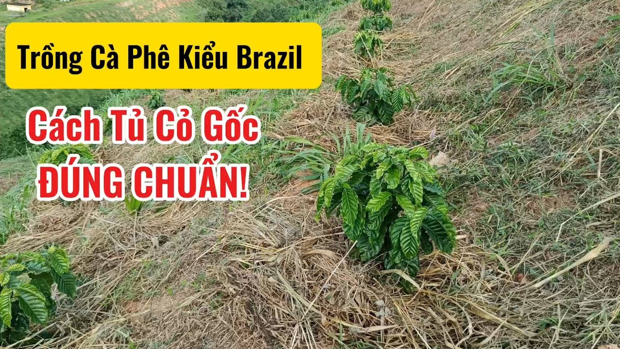 Chăm Sóc Cà Phê Mùa Nắng Mới Trồng - Cách tủ gốc cho cây #giacaphehomnay #xanhlun #caphethangon 