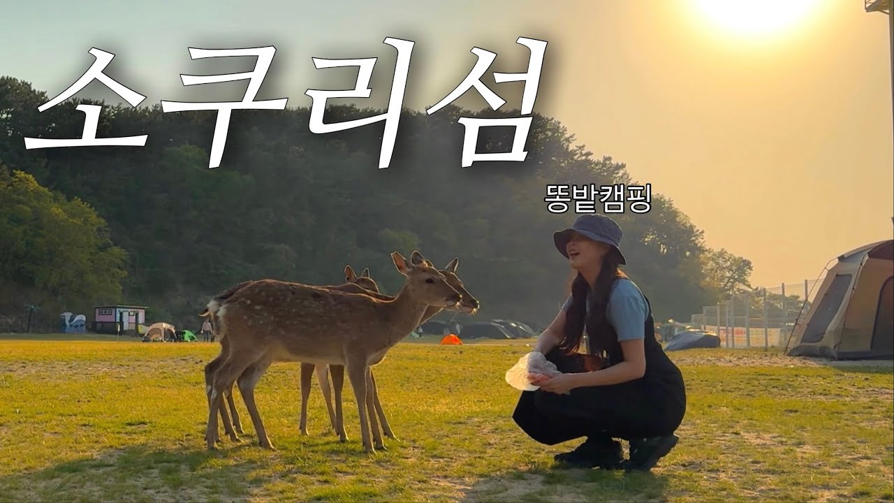 배타고 10분 🩵 사슴이 반겨주는? 소쿠리섬 | 간단조개그라탕 | 계란볶음밥 #섬백캠핑 #솔로캠핑 #텐트여행