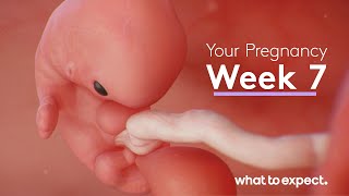 7 Weeks Pregnant - What to Expect Resimi