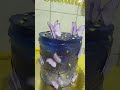 + um bolinho confeitado