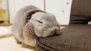 もこもこの耳あてをつけたら安心して眠れるうさぎさんが癒しかわいい