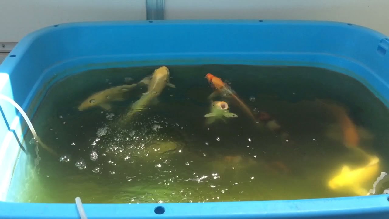 ベランダ飼育の錦鯉の餌やり Youtube