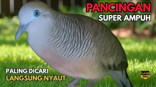 Download Lagu PERKUTUT LOKAL GACOR ampuh buat PANCINGAN perkutut agar NYAUT ikut BUNYI ikut GACOR L56 MP3