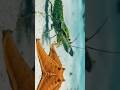 This Animal Boils Water With One Punch#ytshorts #darkfacts