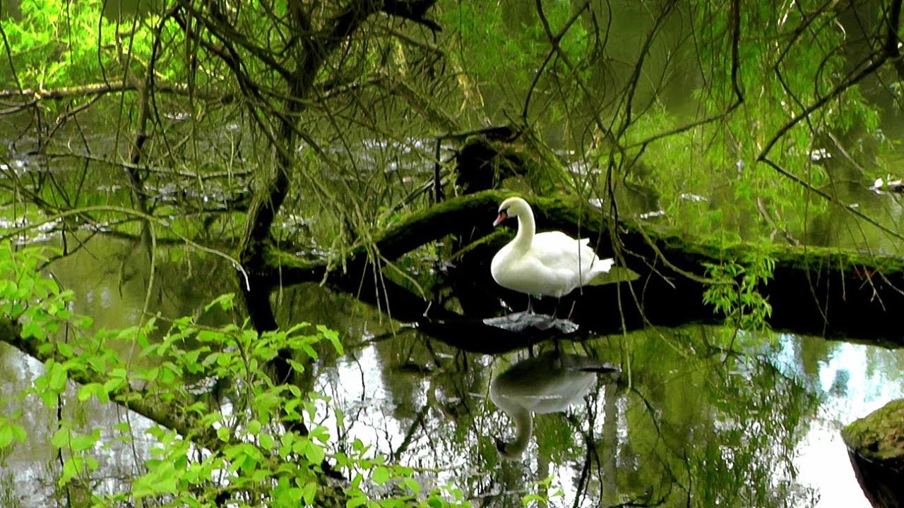Otwarcie sezonu Ogrodów  Przelewice  21.04. 2024