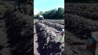 Sembrando batatas en romang Santa Fe Argentina