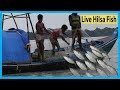 Live Hilsa Fish Catching At Payra River By Smart Kids | Fish Corn