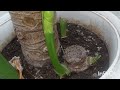 🤍💚 Elephant Ear babies are on the way! 🌿 #ElephantEar #PlantPropagation #PlantLovers #garden