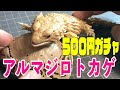 【リアル】丸まるトカゲのフィギュア【ガチャ】