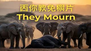 Elephants Mourning Their Dead 🐘 | Elephant Wildlife Documentary 