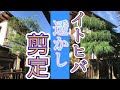 【切り方を説明】イトヒバの透かし剪定!(字幕対応)