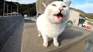 インスタ映えスポットで甘えん坊な猫に出会った