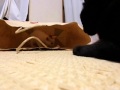 こねこの探検！　袋の中にゃ！