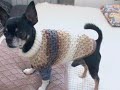 Вяжем свитер для маленькой собачки. Подробный мастер класс. #свитердлясобачки