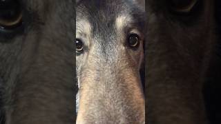 Wolfdog Face Time