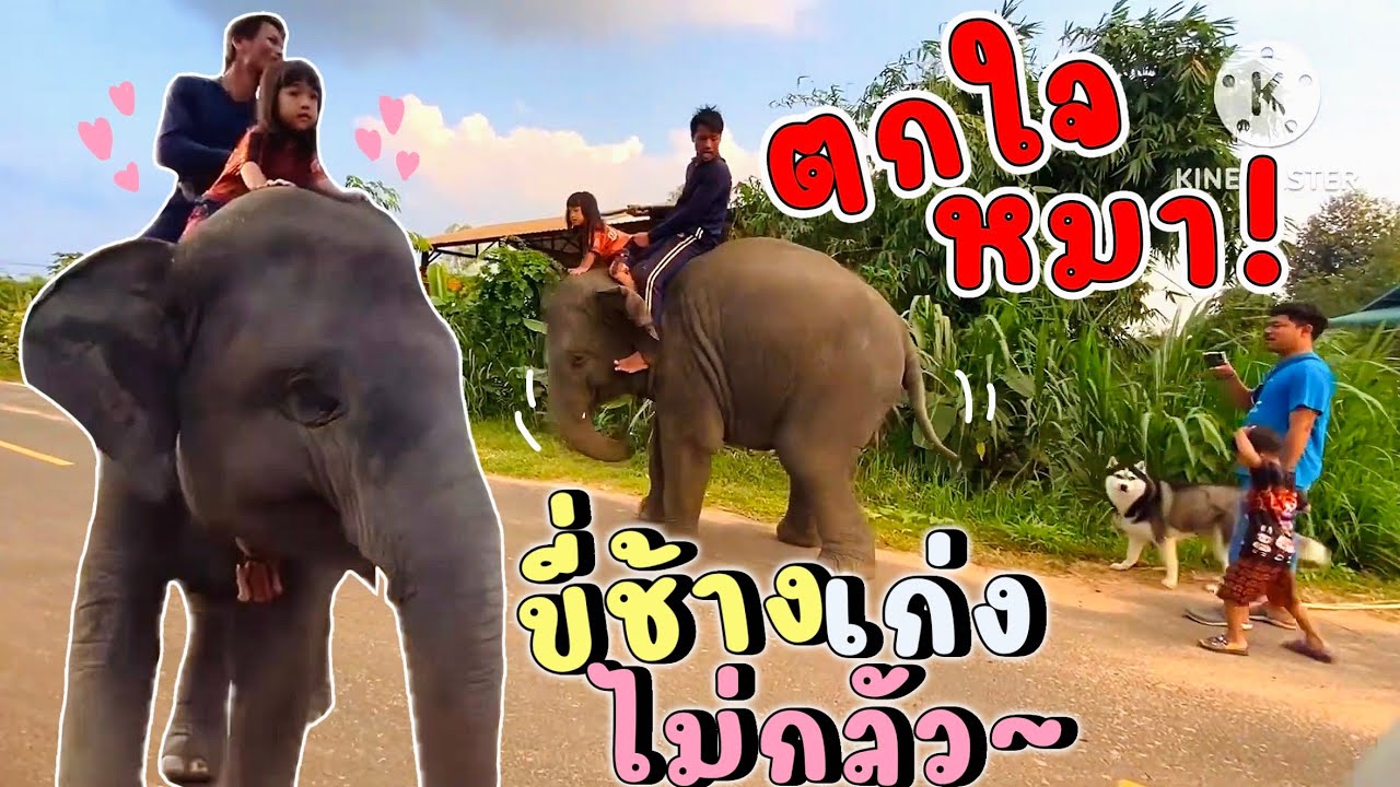 อุ้มบุญออกเดิน~  ได้ใคร? ขี่หลังมาด้วย เก่งมากไม่กลัวช้างเลย🐘❗️