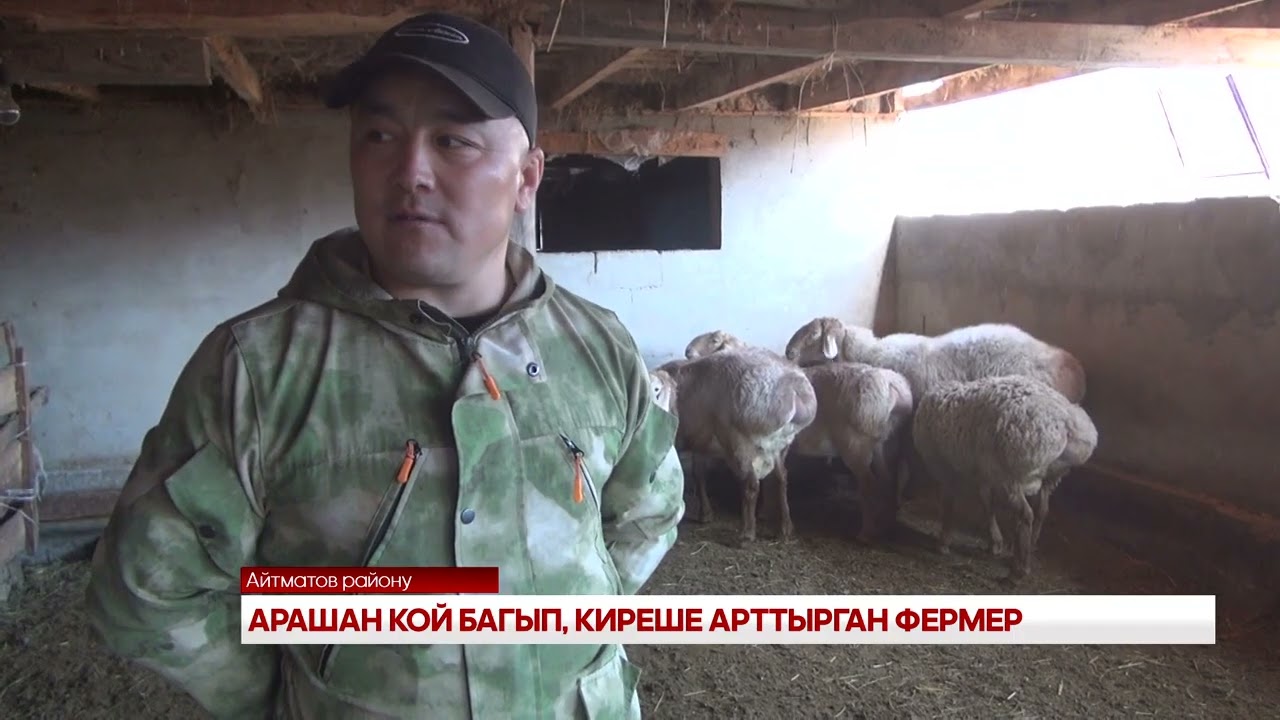 АРАШАН КОЙ БАГЫП, КИРЕШЕ АРТТЫРГАН ФЕРМЕР