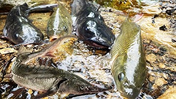 Săn cá ở vũng nước, cá chép, cá quả, cá trê lai, cá rô đồng - Các loại cá nước ngọt quen thuộc