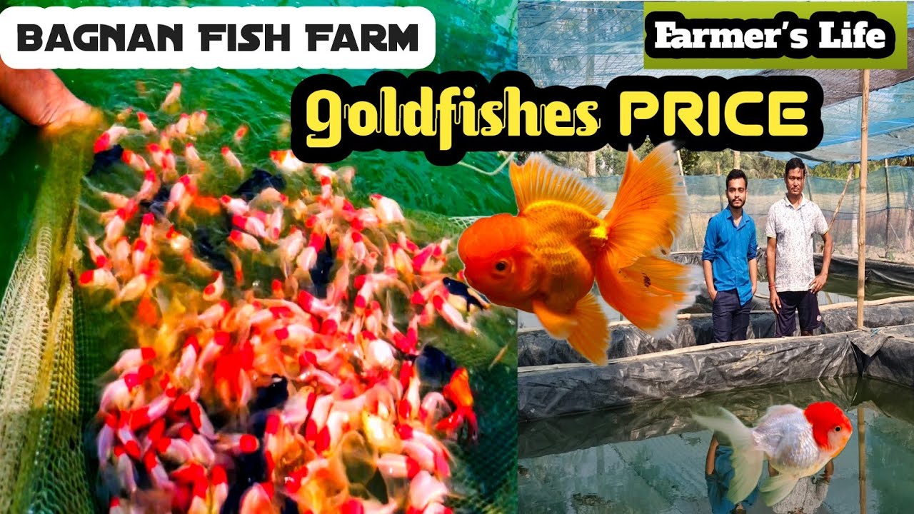 Goldfishes Farmer in india Westbengal Aquarium fish farm YouTube