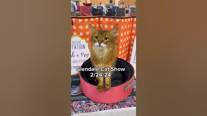 Watch the video about Cat Show Sensation